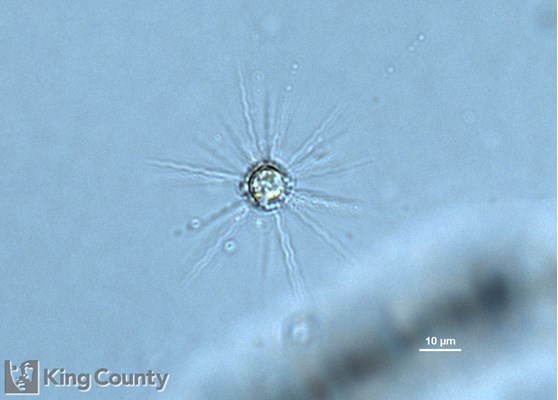 Photo of Meringosphaera mediterranea